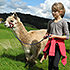 Reiterferien-Tierdressur